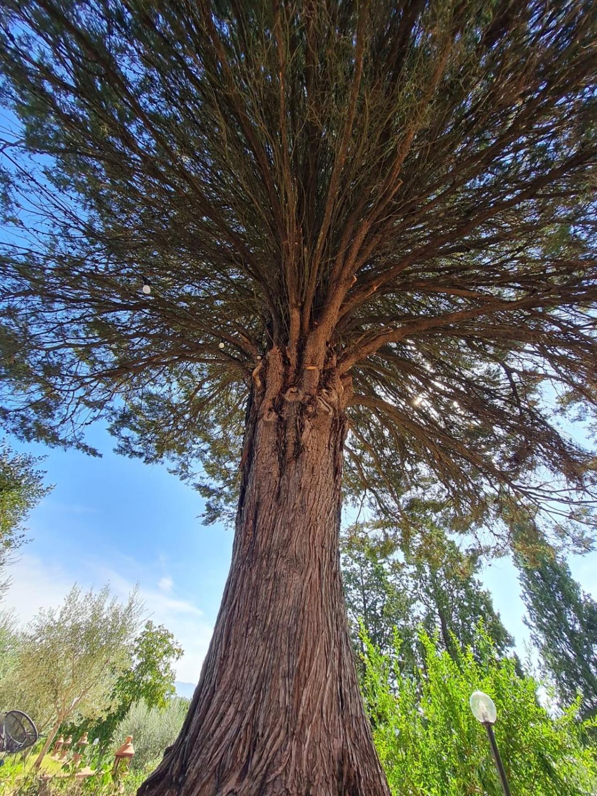 Olea *