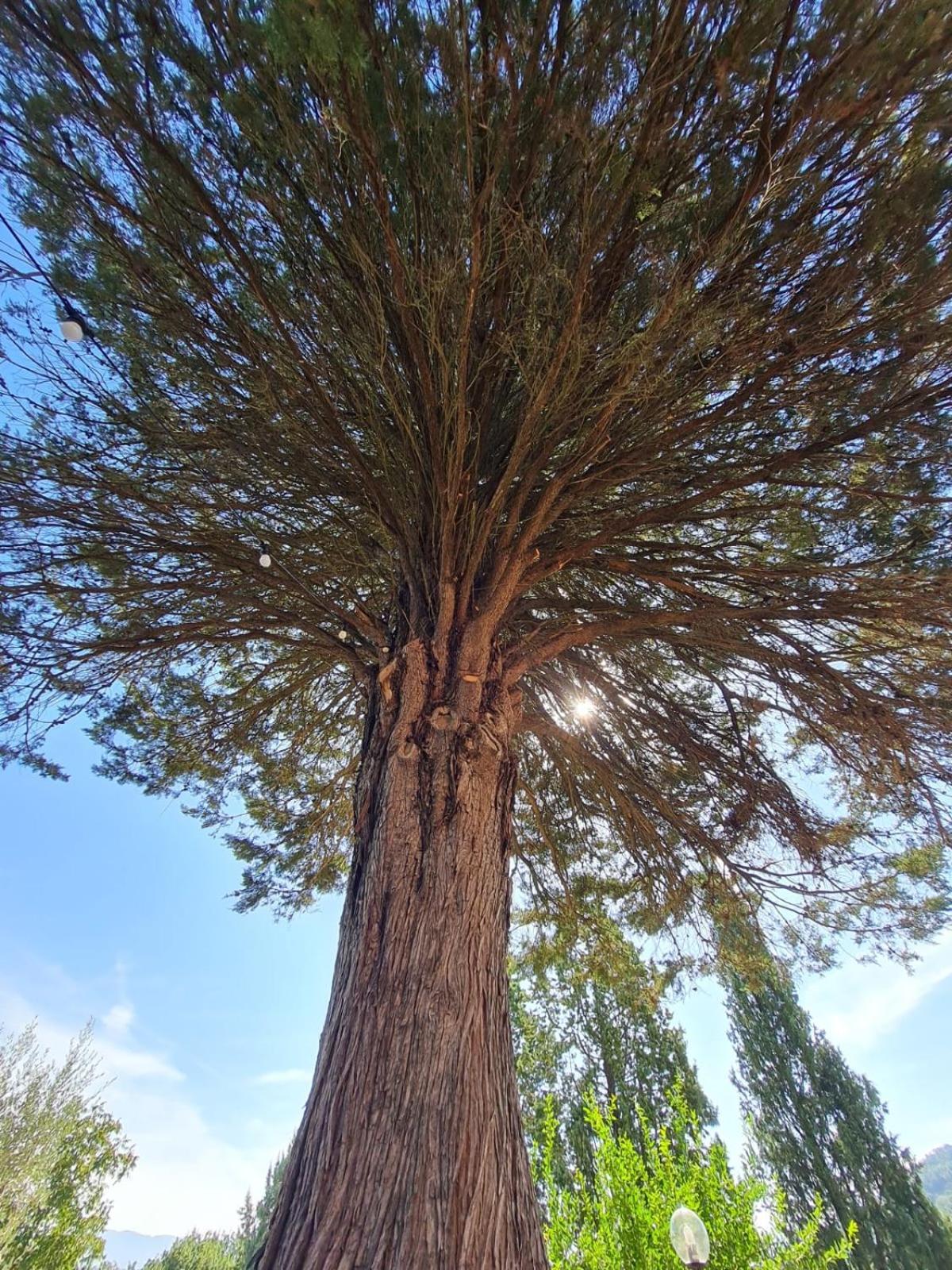 Olea *