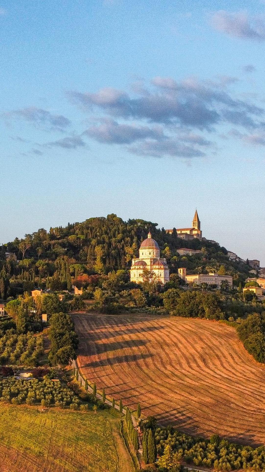 Olea Todi